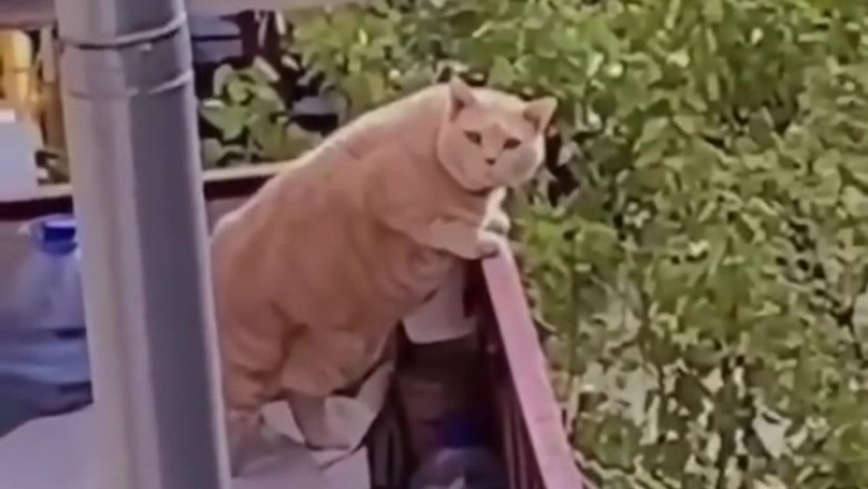 Barrel Buddies: Dog and Cat's Epic Leap of Fun!
