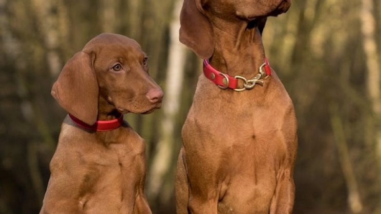 12 Challenging Dog Breeds to Train: Can You Handle the Challenge?