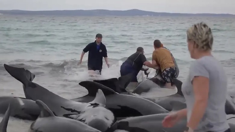 Mass Stranding Over 50 Whales Found Dead on Australian Beach