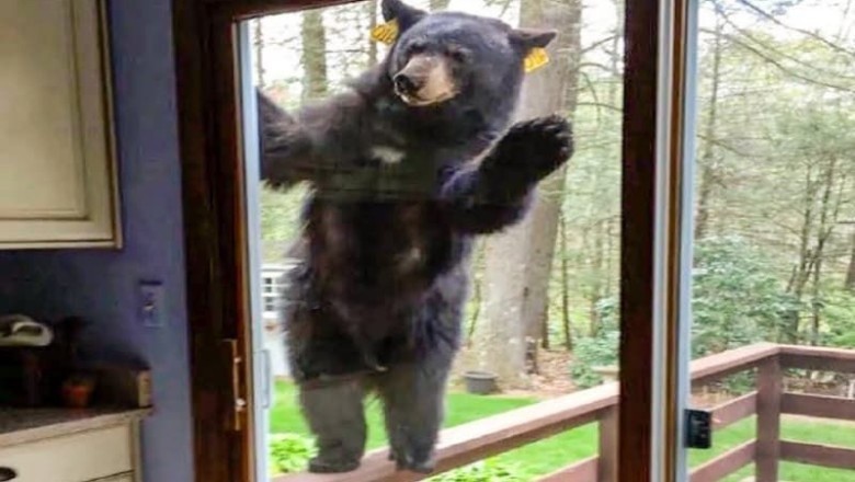 "Heartwarming Rescue: A Man's Unforgettable Journey with a Lost Bear Cub"