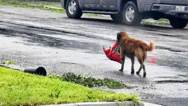 "Cesur, the Heartbroken Dog, Finds Comfort and Local Fame Through an Unforgettable Journey"