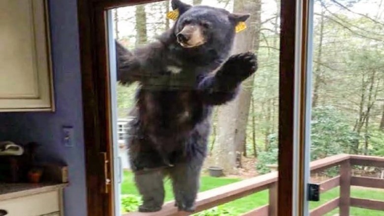"Emotional Rescue: The Unforgettable Adventure of a Man and a Lost Bear Cub Touches Hearts Everywhere"