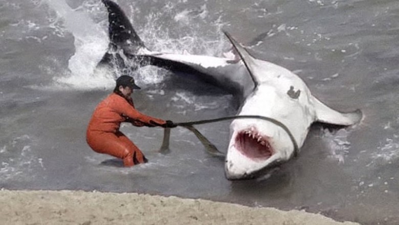"Incredible Rescue: Fishermen Save Giant Shark in Life-or-Death Operation"