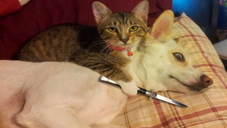 "Hilarious Cats and Dogs: Prepare to LOL at These Funny Animal Moments"