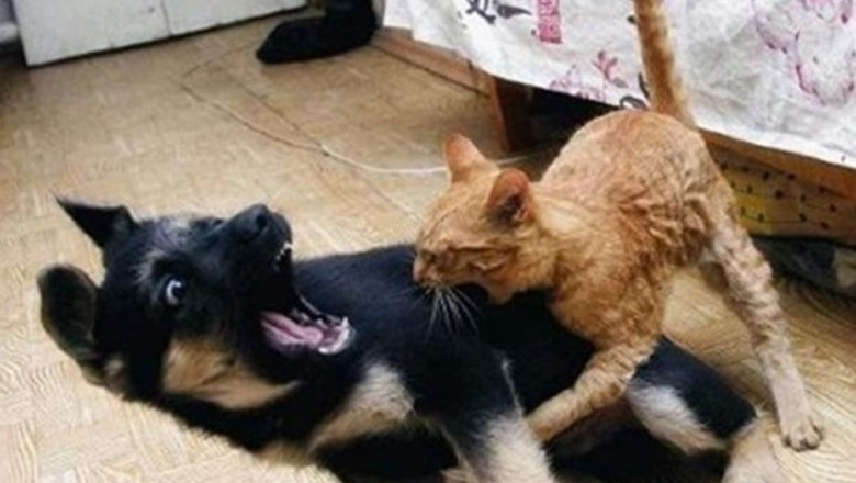 "The End Funny Pet: Hilarious Animal Videos for Your Entertainment"