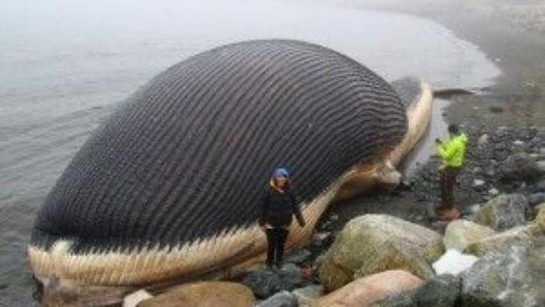 Unbelievable Discovery: Terrified Rescue Mission Uncovers Secret Machine Inside Fake Whale