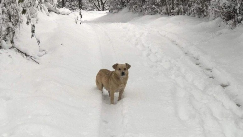 "Unlikely Friendship: Cat and Dog Form Unbreakable Bond After Miraculous Rescue"