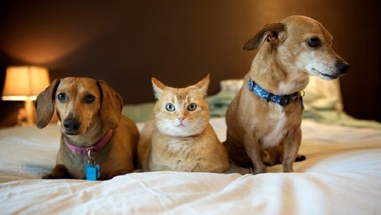 "Funniest Cats and Dogs: Prepare for Non-Stop Laughter with the Last One"