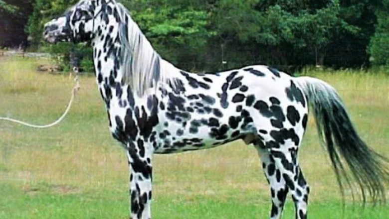 Unbelievable Twist: Horse Theft Exposed as Zebra Dyeing Scandal