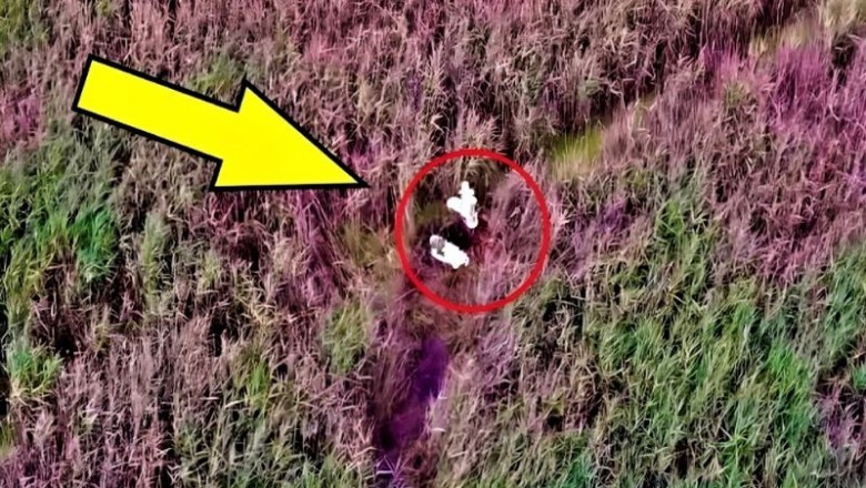 "Shocking Video Exposes Environmental Scandal - The Courageous Escape and Fight for Justice"