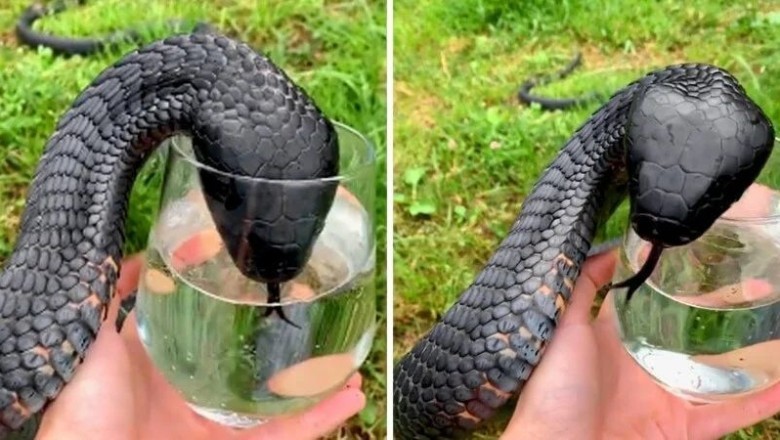 Unveiling the Mystery of the Snake with a Surprise Inside