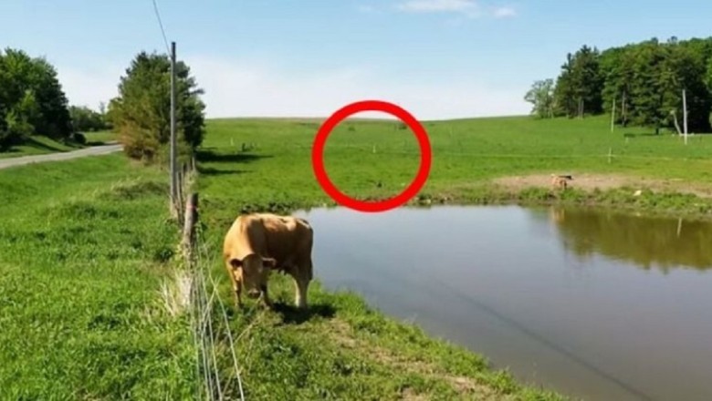 Intelligent Super Cow Prevents Theft - A Thrilling Viral Tale
