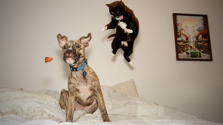 Fur-tastic Funnies: Hilarious Tales of Cats and Dogs