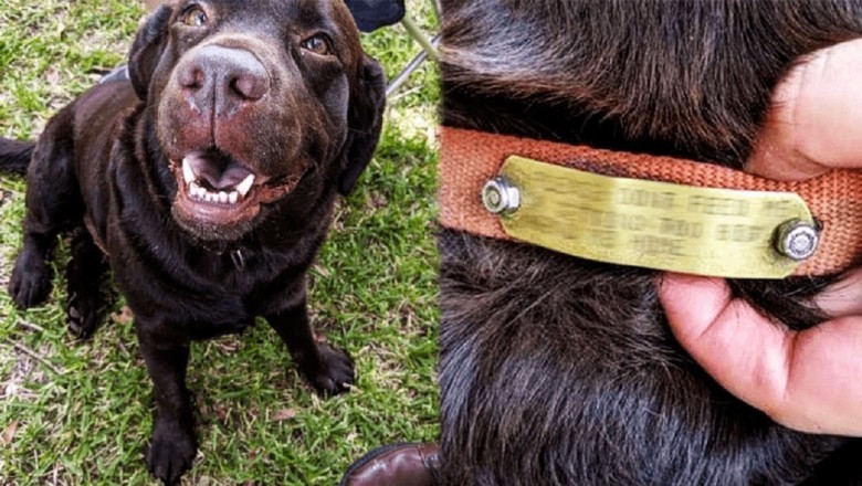 Heartfelt Farewell: Stray Dog's Final Bond with Elderly Man Touches Hearts