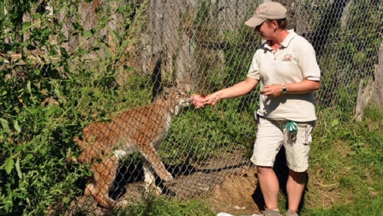 "Incredible Reunion: Lion and Monkey's Unexpected Bond Inspires Zoo Visitors"