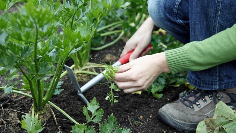 Naturally Combatting Garden Pests: Tips for Effective and Eco-Friendly Solutions