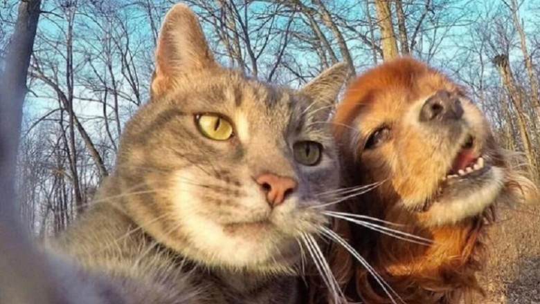 Paw-some Cat Compilation: A Delightful Blend of Cuteness and Cat-titude!