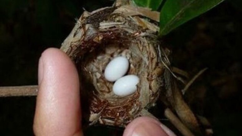 The Incredible Journey of Hummingbirds: Protecting Offspring and Fascinating Facts