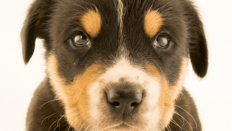 Understanding Your Dog's Vocalizations and Behaviors: Decoding Your Canine Companion's Communication