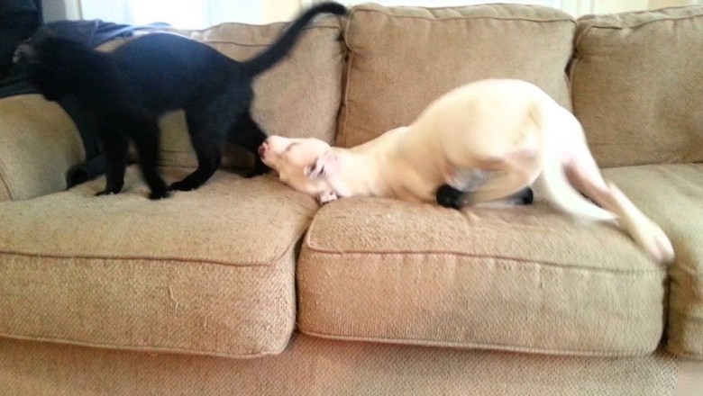 Hilarious Encounter: When Dog and Cat Collide!