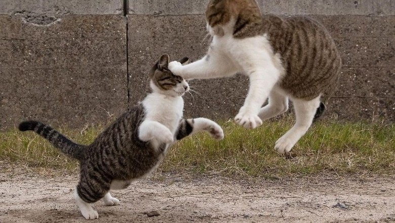 LOL Alert: Hilarious Dogs and Cats Battle for the Title of Funniest Pet in This Must-Watch Video!"