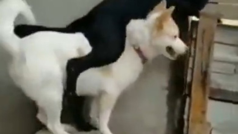 Adorable Dog Duo: One Lifts the Other Up and Shares a Hilarious Moment!
