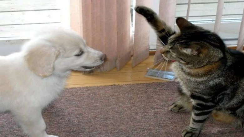 Hilarious Cat and Dog Moments That Will Make You LOL!