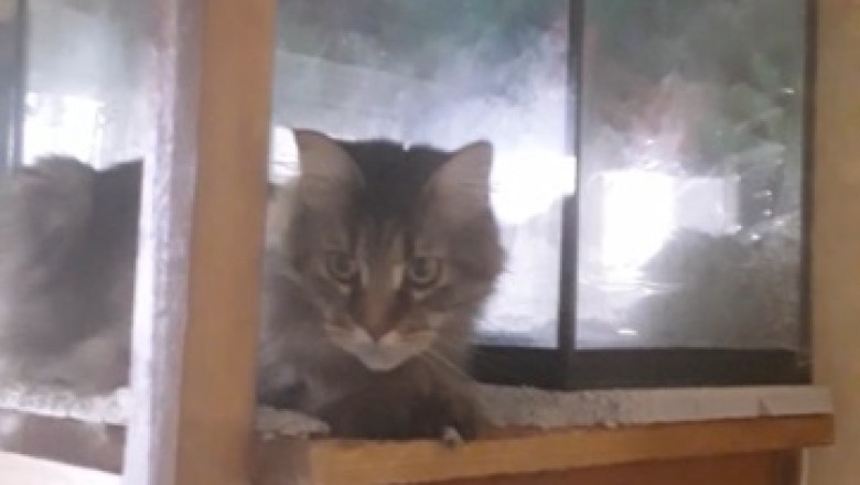 Hilarious Cat's Obsession with All Things Fishy!