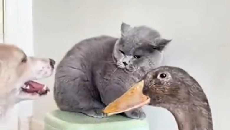 Hilarious Moments with Dogs, Cats, and Ducks: A Rib-Tickling Compilation!