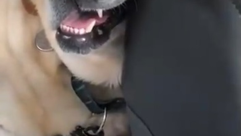 Hilarious Video: Watch this Adorable Dog Take Over the Driver's Seat and Sleep Inside a Car!