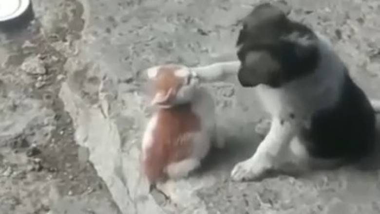 Canine vs Feline: The Ultimate Game of Cat and Dog