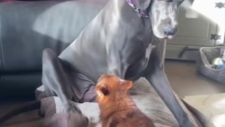 Laugh Out Loud Hilarious Clips of Cats and Dogs That Will Leave You in Stitches!