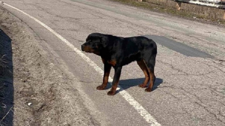 Rescued Rottweiler Finds Hope and a New Home with Community Support