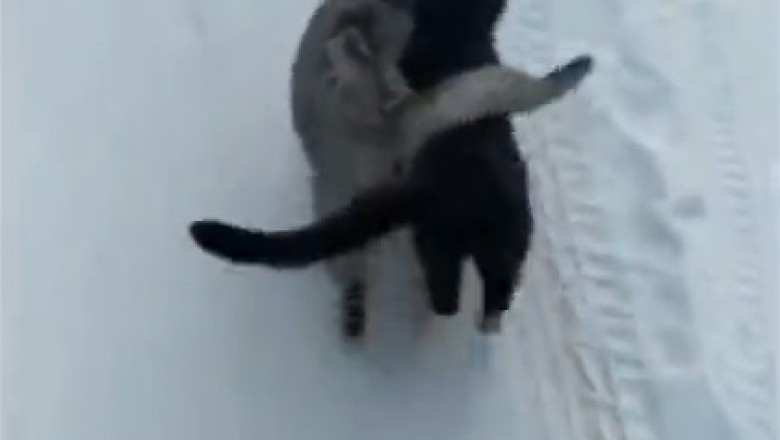 Double Trouble: Two Cats Unleash Wholesome Hilarity!