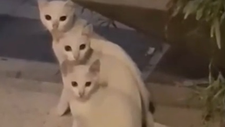 Paw-some White Cat Shenanigans on the Streets!