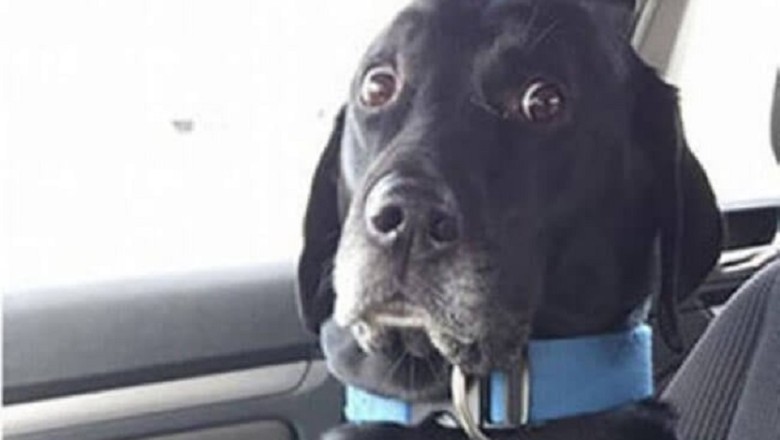 Heartwarming Moments of Pets Facing the Vet with Courage and Hilarity