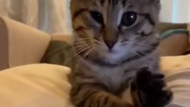 Musical Lullabies: Mesmerizing Melodies Elicit Cat's Content Yawn