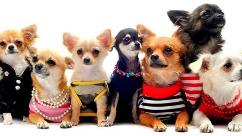 15 Best Dog Breeds for Apartment Living