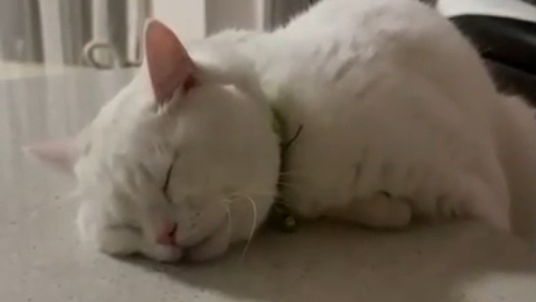 Cat-napping in Style: Adorable Feline Takes a Snooze on the Table!