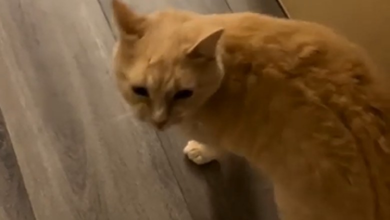 Cat Obsessed with Cleanliness Goes to Extremes! Watch the Hilarious Chaos Unfold!