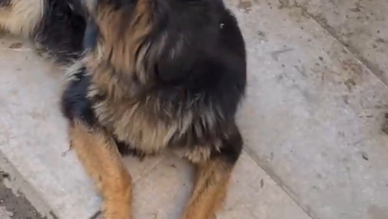 Hilarious Polite Dog Takes Playtime to a Whole New Level! Prepare for Cuteness Overload!