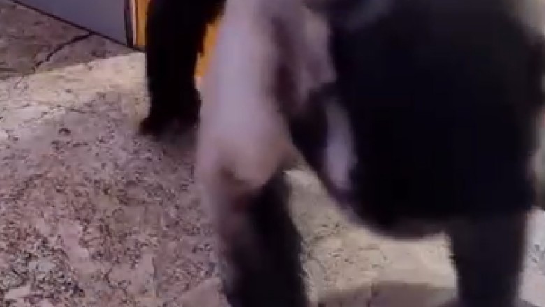 Monkey Takes Over as the Ultimate Cleaning Guru! Prepare for Side-Splitting Laughter!