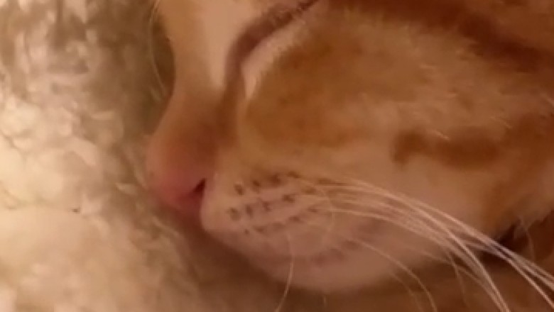 The Feline Sleep Diva: Watch This Fabulously Sleeping Cat in Action!
