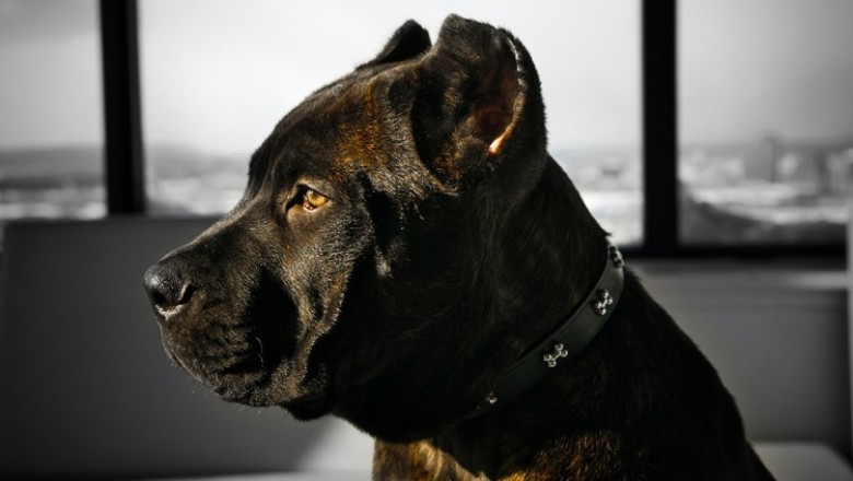 Unleashing Power and Strength: Mighty Dog Breeds That Command Respect