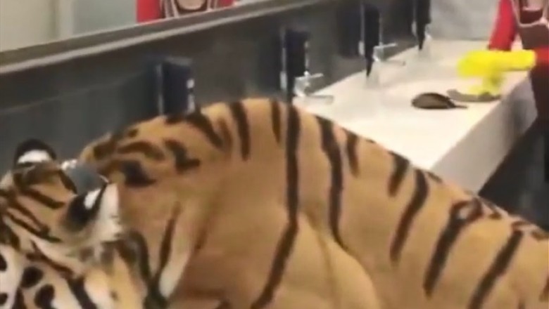 Roaring Laughter Guaranteed! Tiger Caught Red-Pawed in Kitchen - Hilariously Quenches Thirst from Tap!