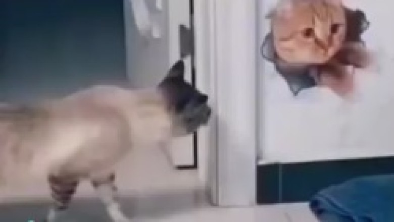 Feline Deception: The Hilarious Tale of a Cat Fooled by a Wall Drawing
