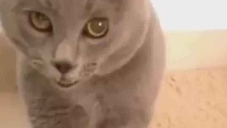 Meow Meow Meow!
