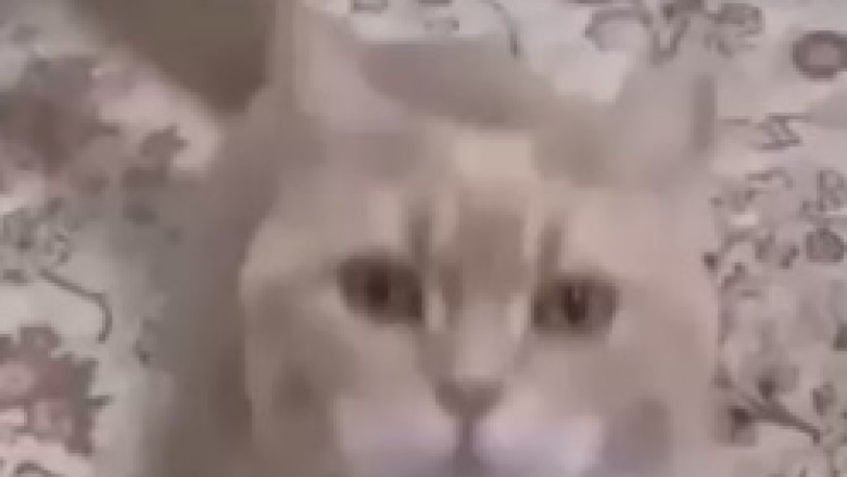 Purrfectly Hilarious: Cat Jamming to the Beat!