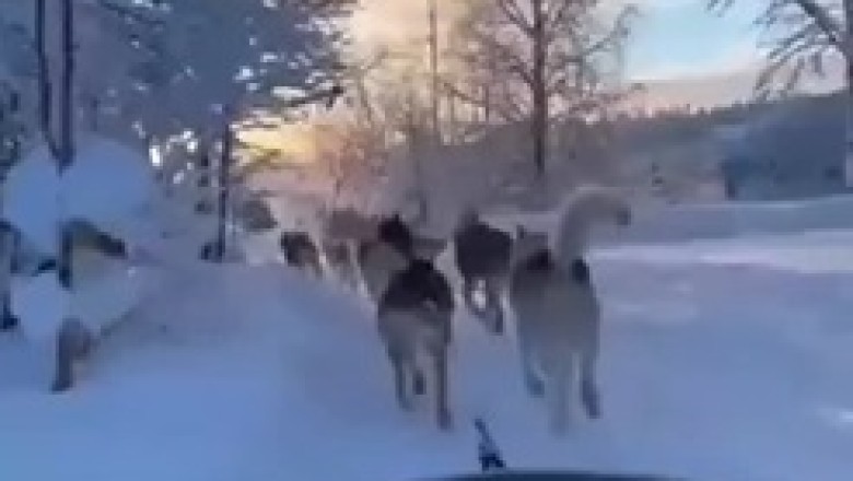 Snowy Adventures: A Pack of Dogs Pulling a Cart Through Winter Wonderland