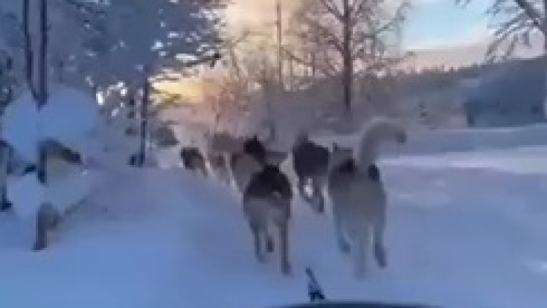 The Canine Caravan: When Dogs Team Up to Become Expert Cart Pullers!